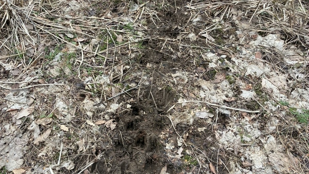 獣道。落ち葉と枯れ草の斜面に、獣が繰り返し通った踏み跡がついている