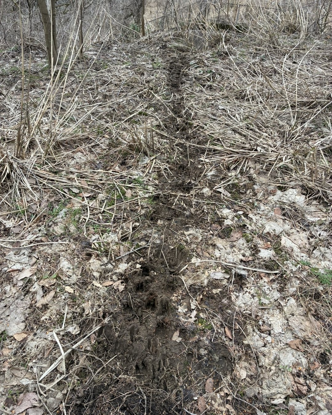 獣道。落ち葉と枯れ草の斜面に、獣が繰り返し通った踏み跡が一本の筋になっている