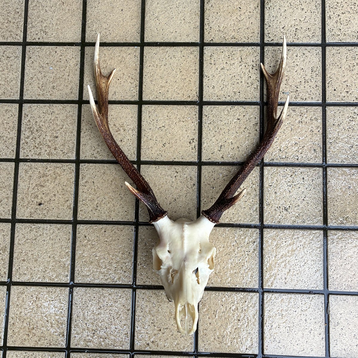鹿の頭骨と角を真上から撮影したもの